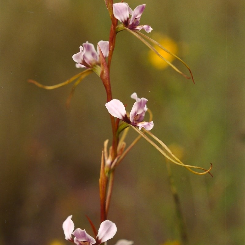 Diuris dendrobioides