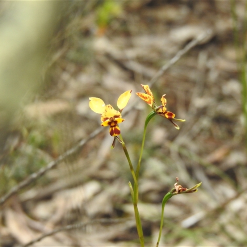 Diuris goonooensis