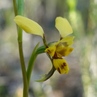 Diuris goonooensis