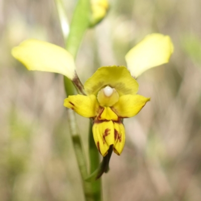 Diuris goonooensis