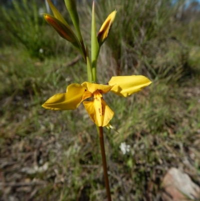 Diuris sp. (hybrid)