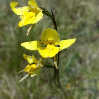 Diuris monticola