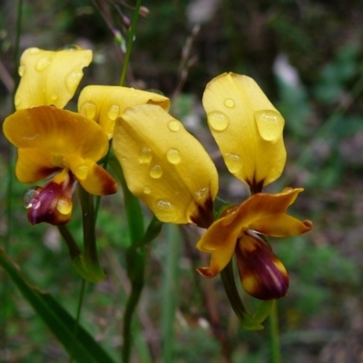 Diuris orientis