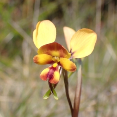 Diuris orientis