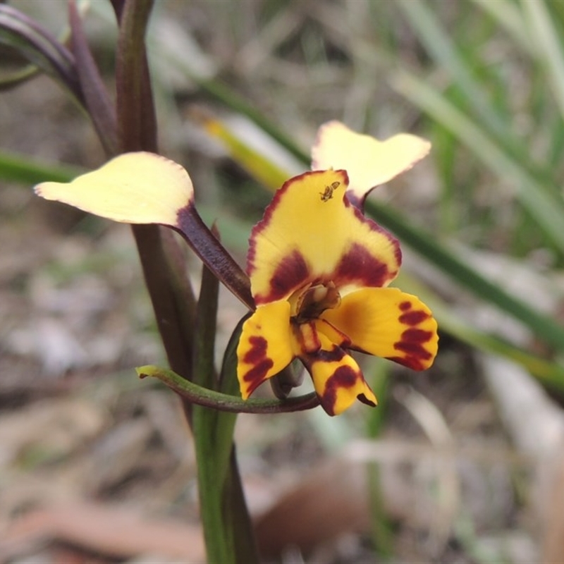 Diuris pardina