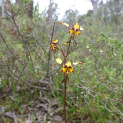 Diuris pardina