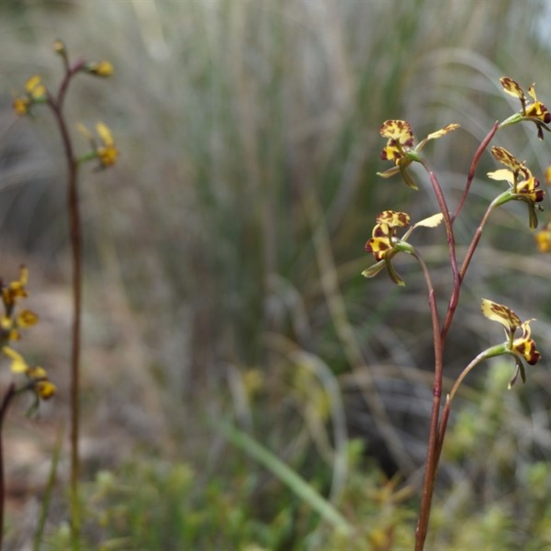 Diuris pardina