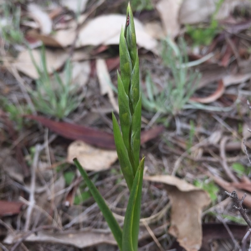 Diuris sp.