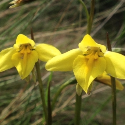 Diuris subalpina