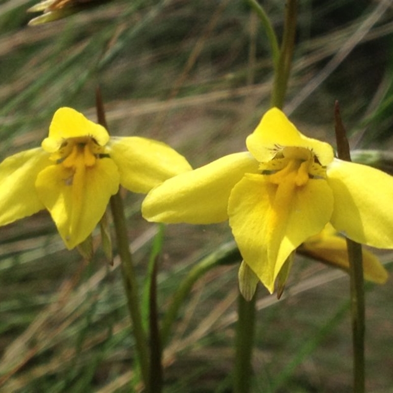 Diuris subalpina