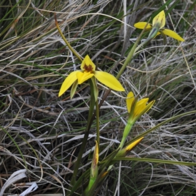 Diuris subalpina