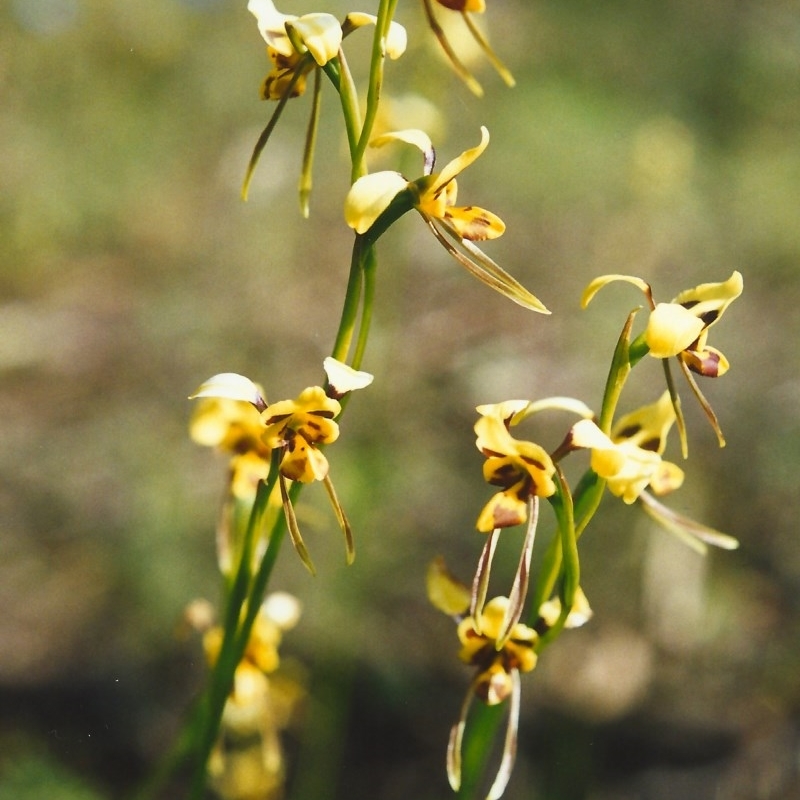 Diuris sulphurea