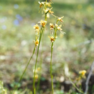 Diuris sulphurea