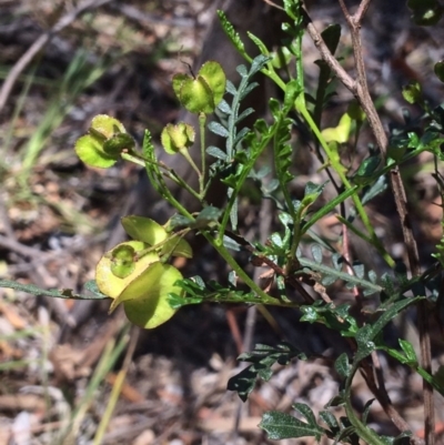 Dodonaea boroniifolia