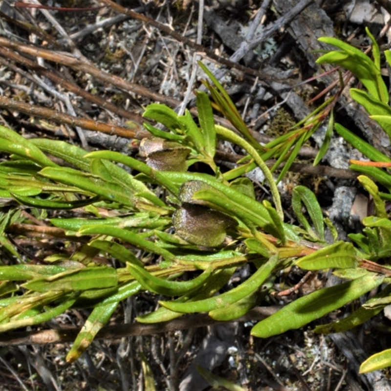 Dodonaea camfieldii