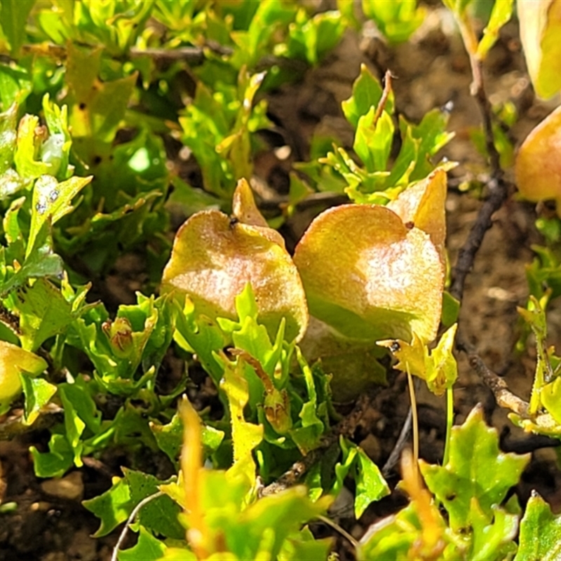 Dodonaea procumbens