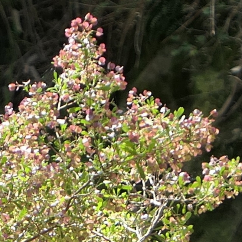 Dodonaea sp.