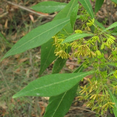 Dodonaea triquetra