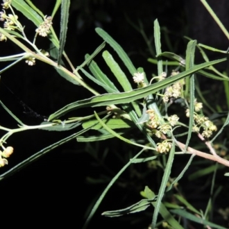 Male flowers