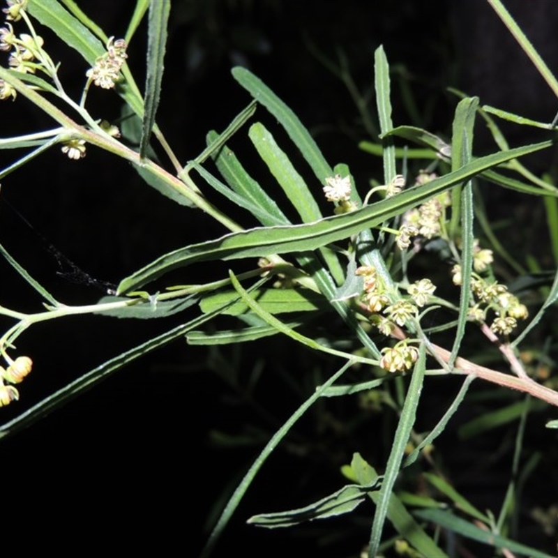 Dodonaea viscosa