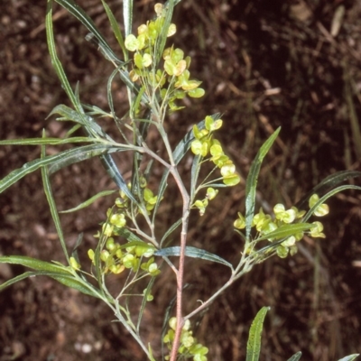 Dodonaea viscosa subsp. angustifolia