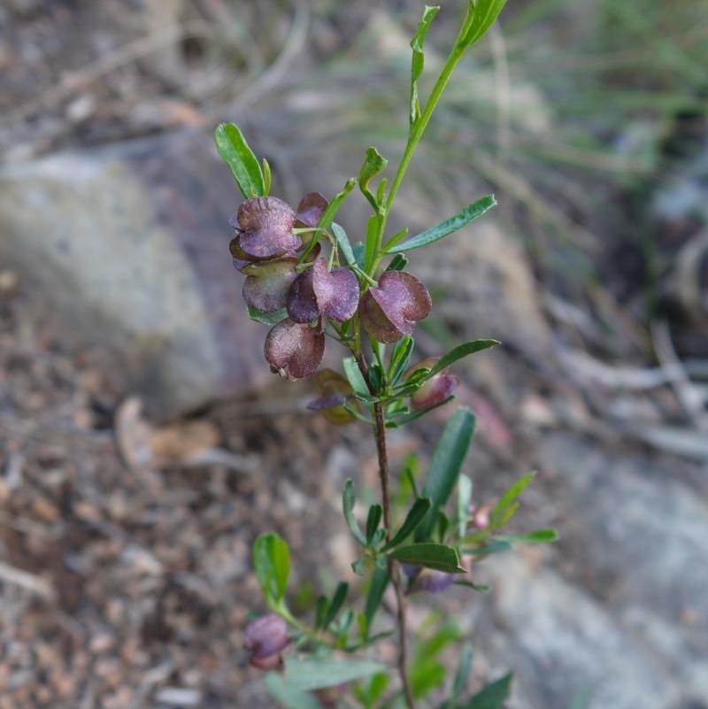 Dodonaea viscosa subsp. angustifolia