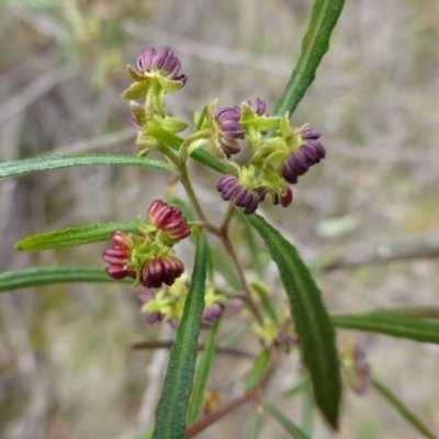 Male flowers