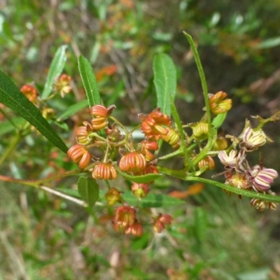 Dodonaea viscosa subsp. spatulata