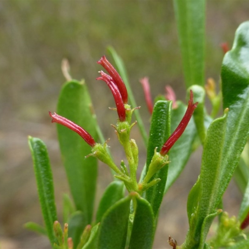 female flowers