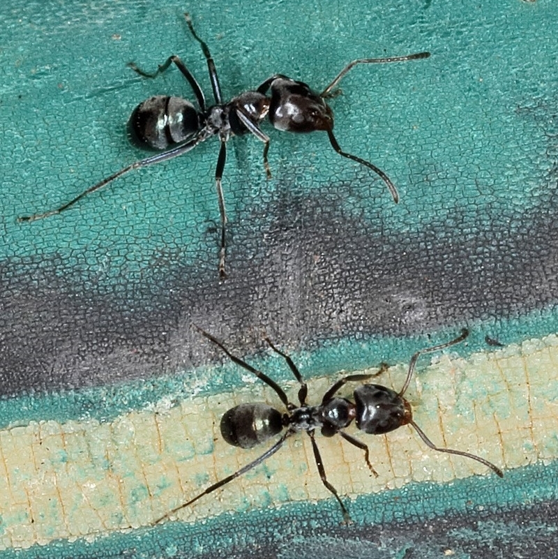 Dolichoderinae (subfamily)