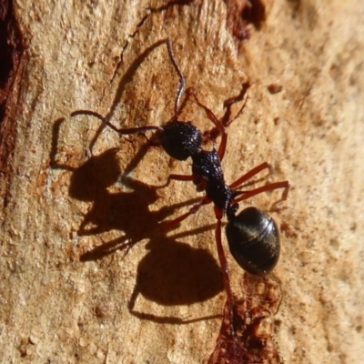 Dolichoderus doriae