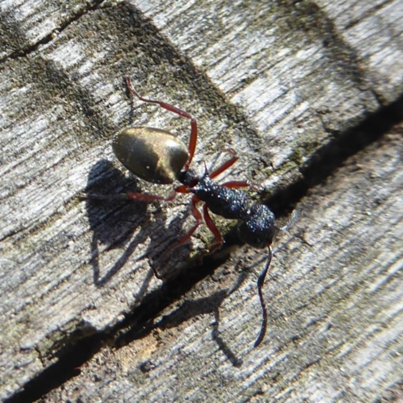 Dolichoderus scabridus