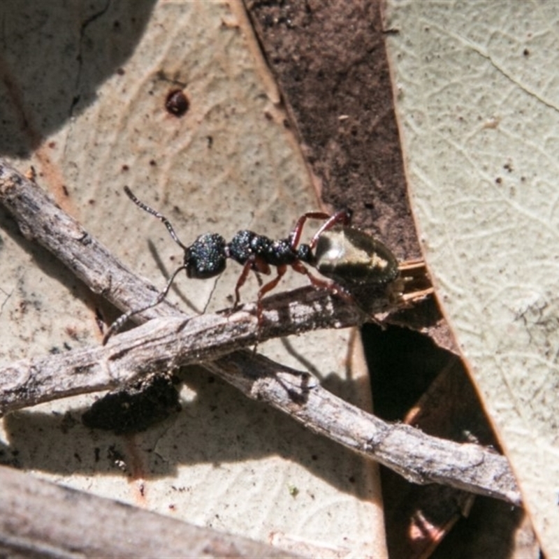 Dolichoderus scabridus