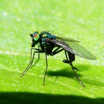 Dolichopodidae (family)