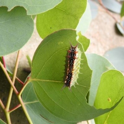 Doratifera casta