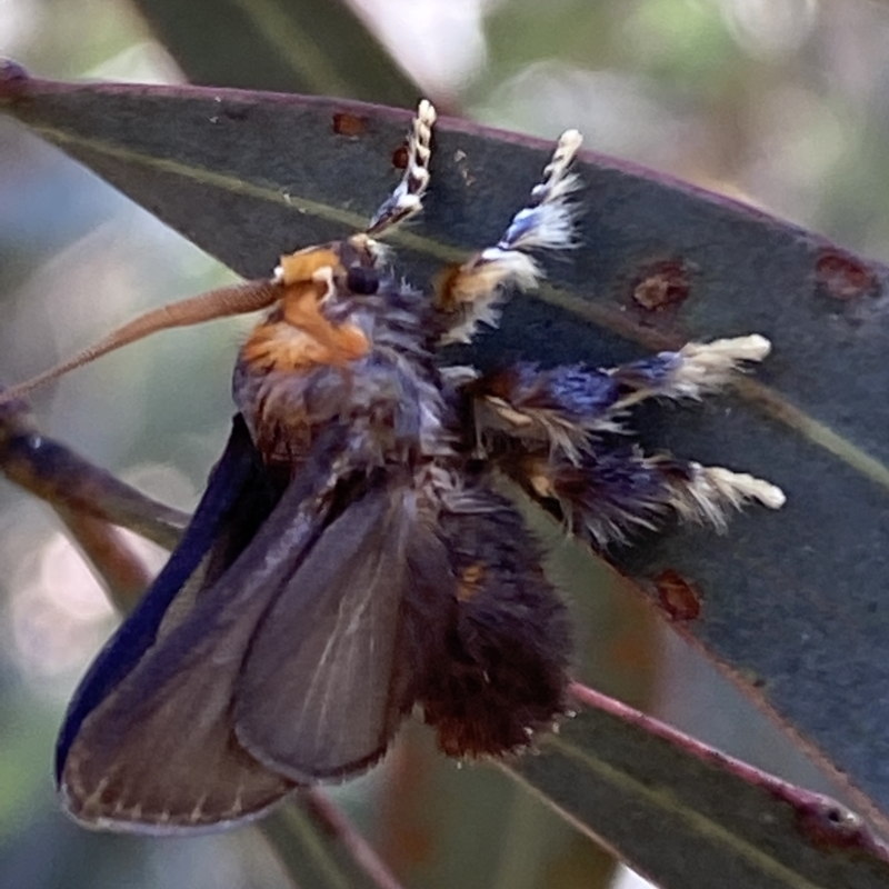 Doratifera oxleyi