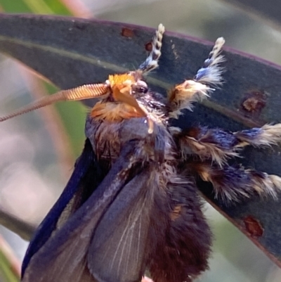 Doratifera oxleyi