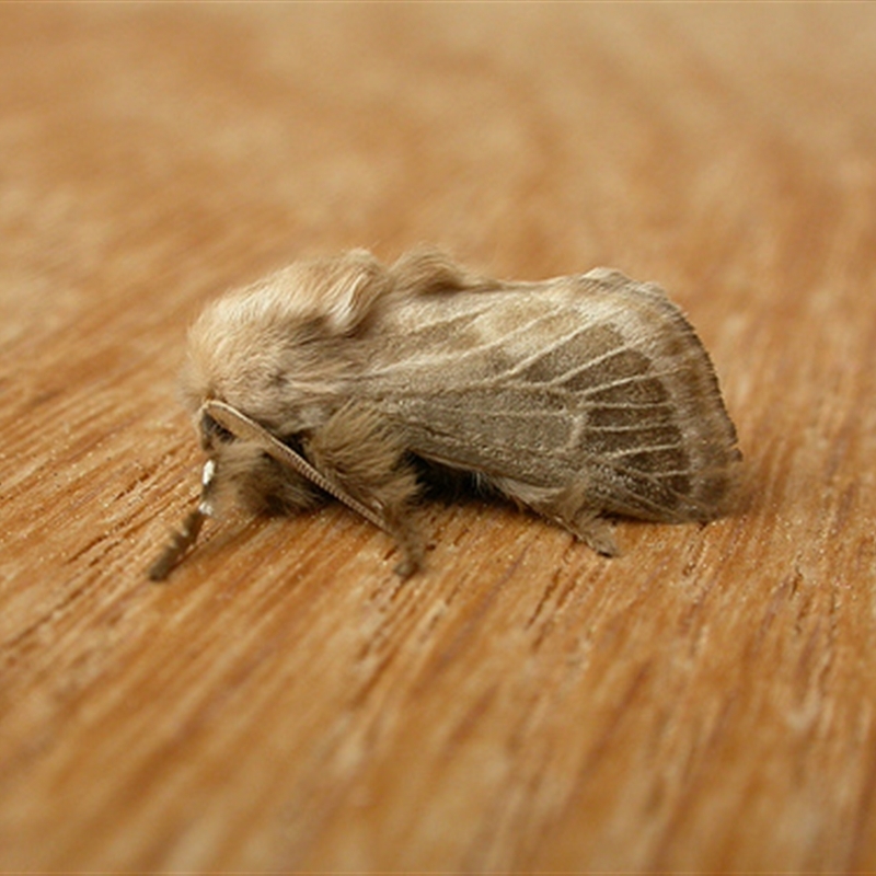 Doratifera pinguis