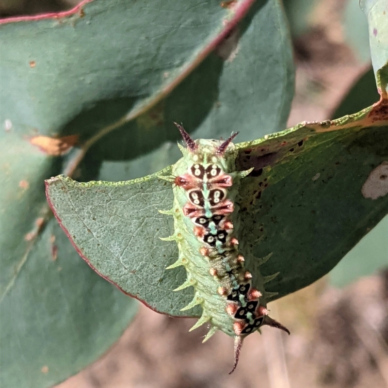 Doratifera quadriguttata