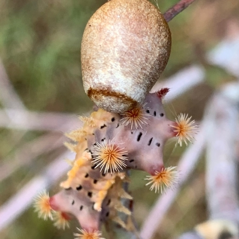 Doratifera vulnerans