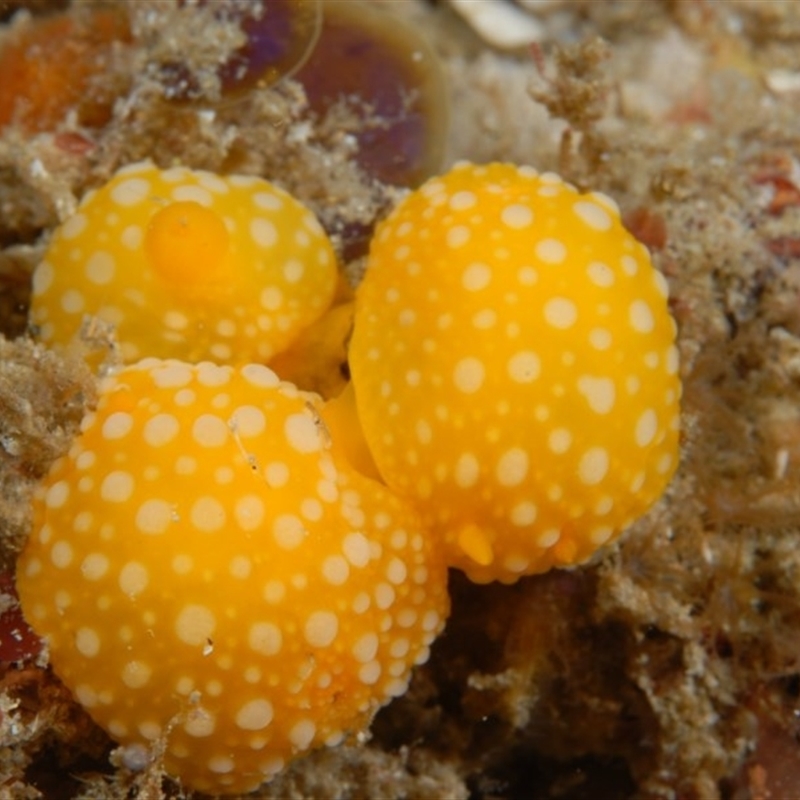 Tathra diving