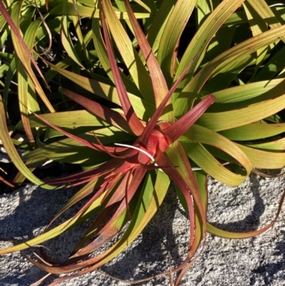 Dracophyllum oceanicum