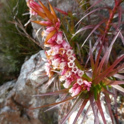 Dracophyllum secundum