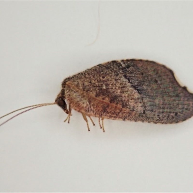 Drepanacra binocula