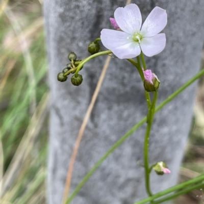 Drosera auriculata