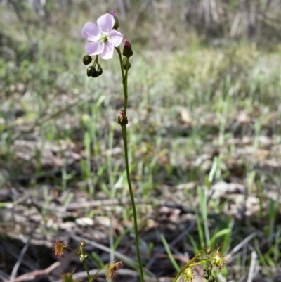 Drosera auriculata