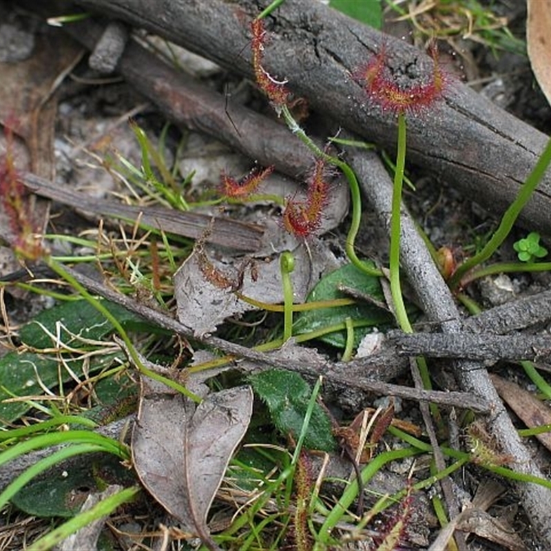 Drosera binata
