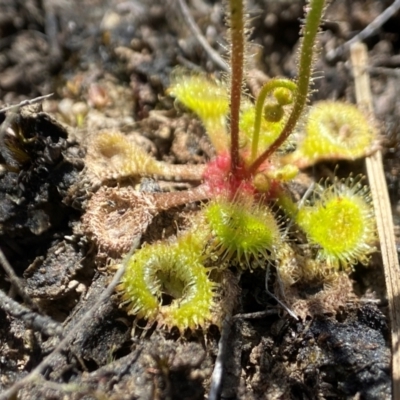 Drosera glanduligera