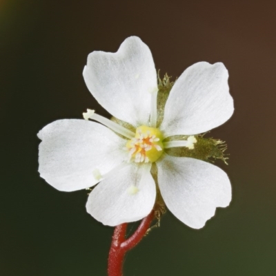 Drosera peltata