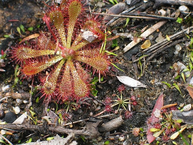 Jackie Miles, smaller plant on right (+ spatulata)